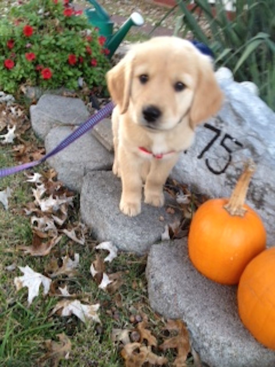CHAMP Assistance Dogs