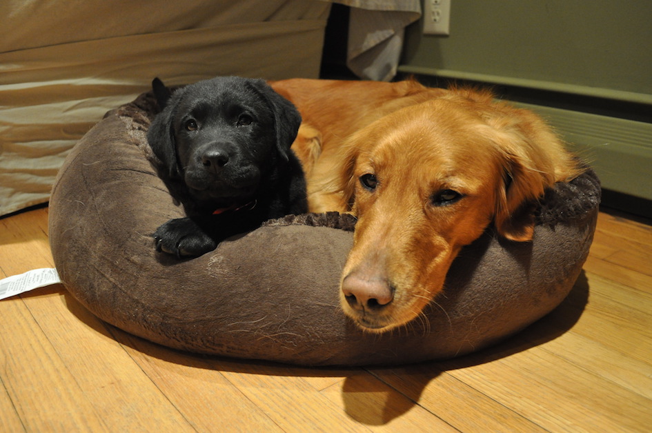 CHAMP Assistance Dogs