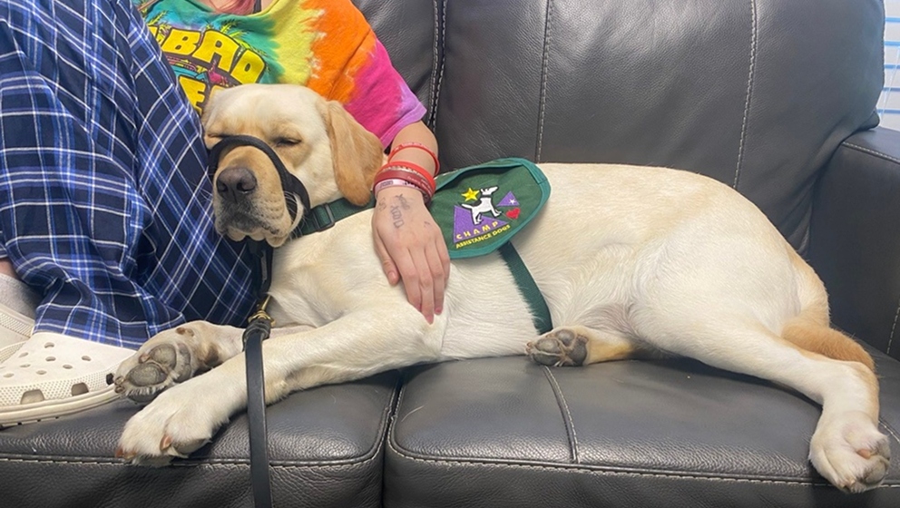 A yellow Labrador retriever wearing an official green CHAMP Assistance Dogs vest and black head halter rests peacefully on a black leather couch next to a person.