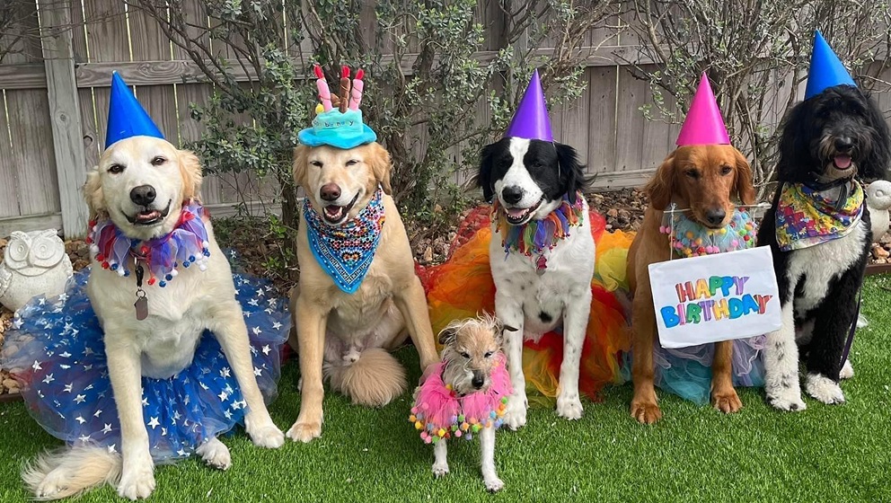 Six therapy and assistance dogs sit together on green turf wearing festive birthday hats, colorful tutus, and bandanas, with one golden retriever holding a "Happy Birthday" sign.