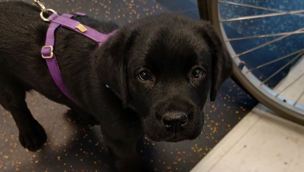 CHAMP Assistance Dogs puppy-in-training, a black Labrador, learning early socialization skills.