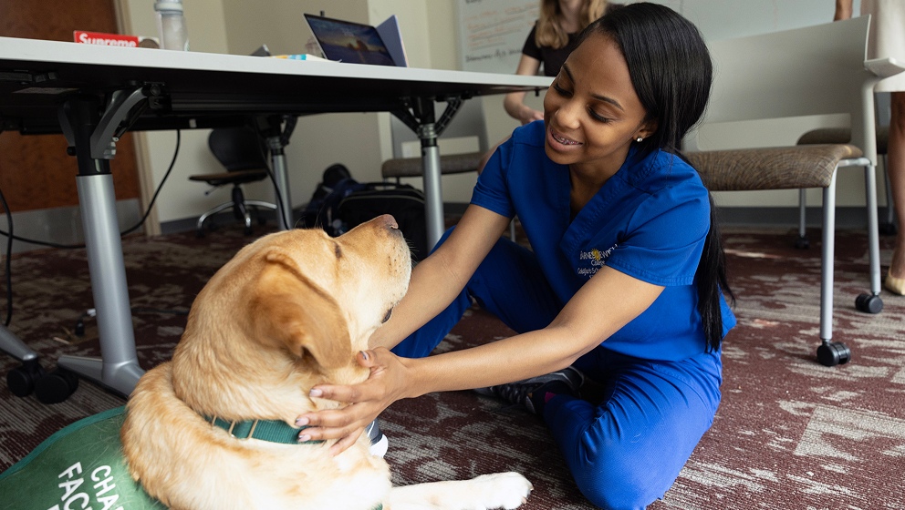 CHAMP Facility Dog visiting a nursing or health sciences classroom, greeted by a student in scrubs.