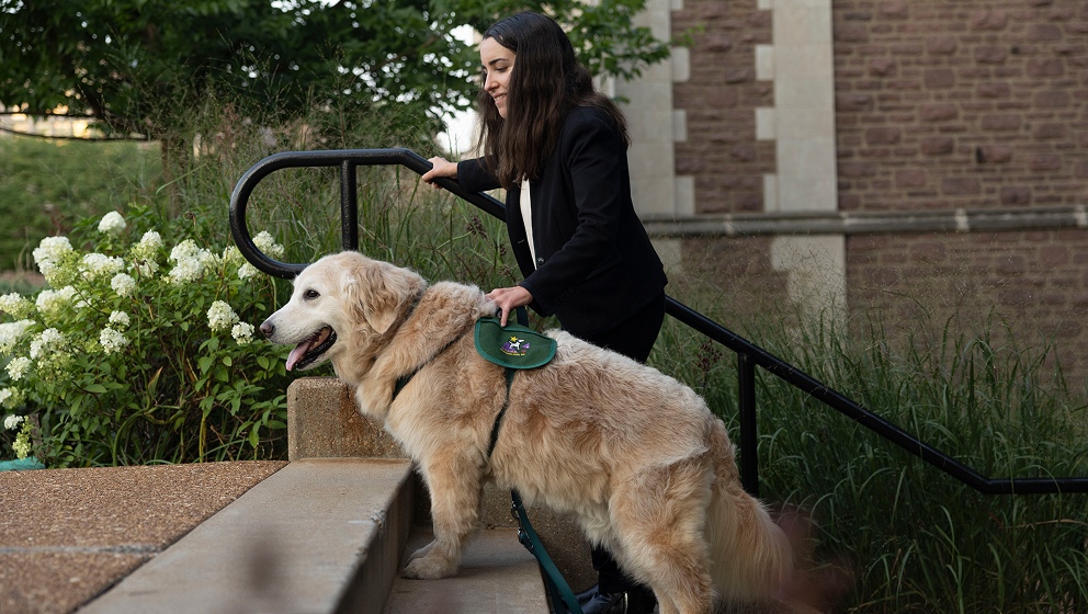 CHAMP Assistance Dogs graduate performing a mobility assistance task with handler on outdoor steps.