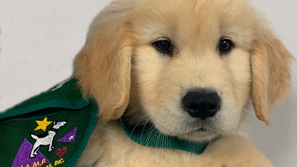 Close-up of a golden retriever puppy wearing a green CHAMP Assistance Dogs training vest.