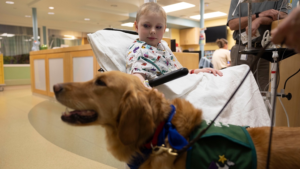 CHAMP Assistance Dogs therapy dog providing comfort to a pediatric patient during a hospital visit.