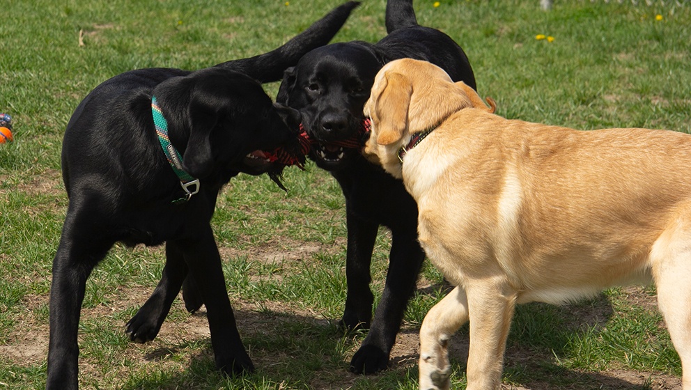 Two black Labradors and one yellow Labrador retriever playfully share and tug on a rope toy together in a grassy outdoor yard.