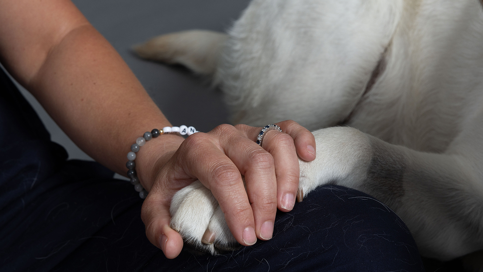 A close-up studio shot of a person's hand gently holding a white Labrador retriever's paw resting on their lap, symbolizing a close companion partnership.