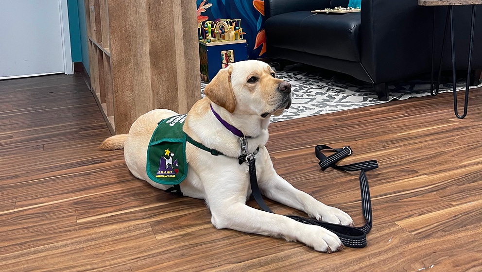 CHAMP Assistance Dogs graduate demonstrating a calm "down" command while on duty.