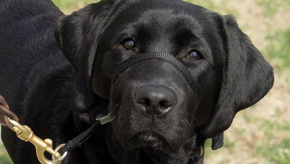 A close-up headshot of a black Labrador retriever looking directly forward while wearing a black Gentle Leader head halter and attached leash.