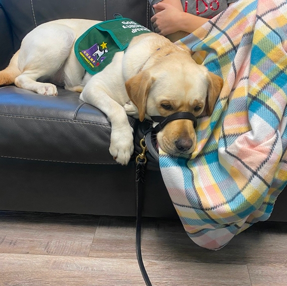 A yellow Labrador retriever facility dog wearing a green CHAMP vest rests calmly on a black leather couch, placing its head gently next to an individual wrapped in a plaid blanket.