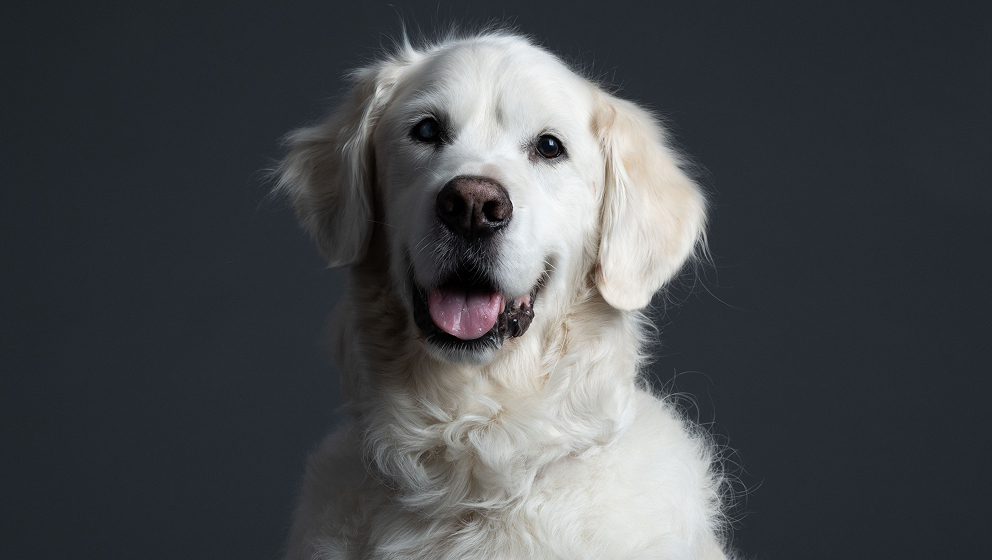 A close-up, front-facing studio portrait of a light-colored Golden Retriever service dog looking directly into the camera with an attentive and gentle expression.