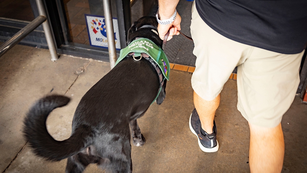 A high-angle shot of a black labrador retriever wearing a green vest that reads "CHAMP Service Dog In Training" as it walks on a leash next to its handler through a public entrance.