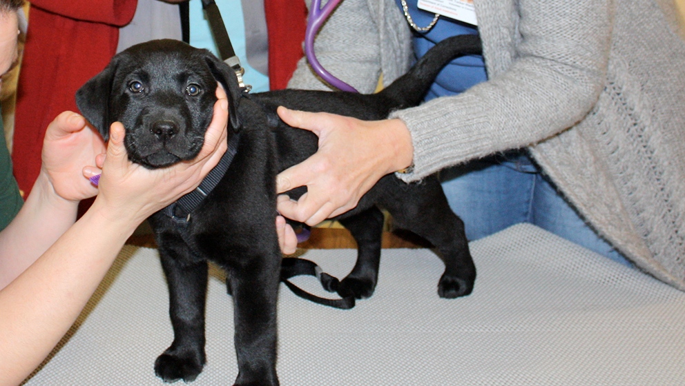A young black Labrador retriever puppy stands on an examination table while a veterinarian gently checks its heart and reflexes during a health screening.
