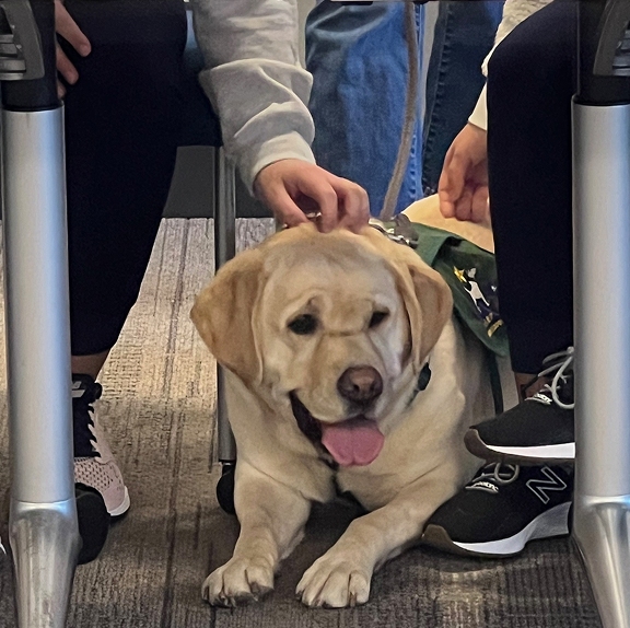 A happy yellow Labrador retriever wearing a green CHAMP vest lies down calmly beneath a table between handlers' feet while being petted.