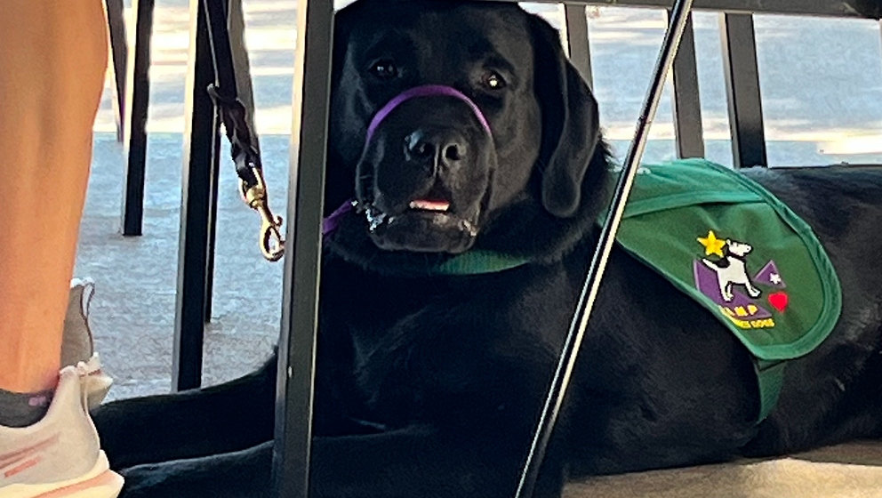 A black Labrador service dog wearing a green CHAMP Assistance Dogs vest and a purple head halter lies calmly underneath a table during a public access training session.