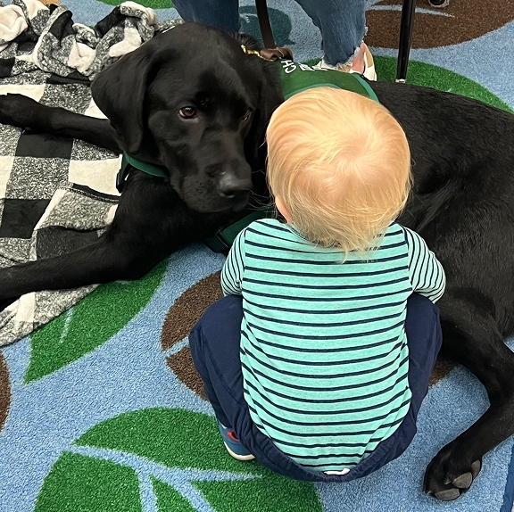 An overhead shot of an attentive black Labrador retriever therapy dog wearing a green CHAMP vest lying down on a colorful patterned rug and looking gently at a toddler crouched in front of it.