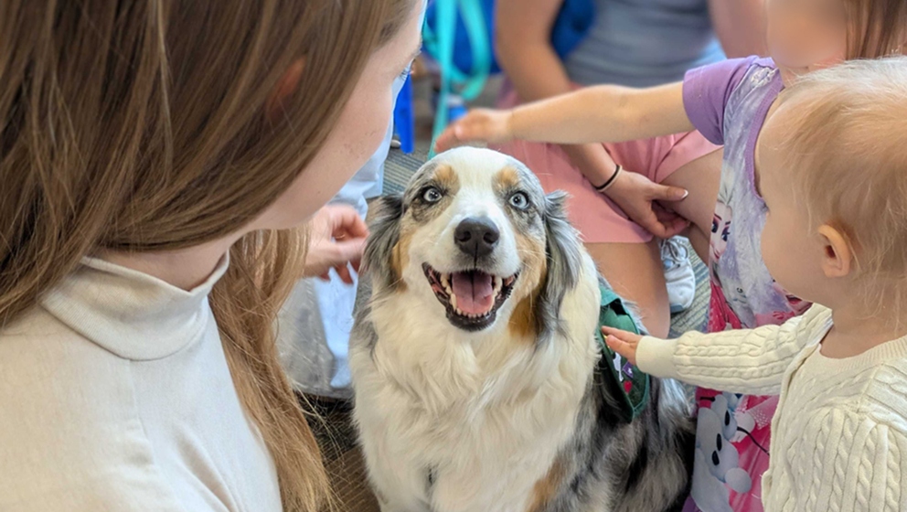 A happy blue merle Australian Shepherd therapy dog with bright blue eyes smiles warmly as a young toddler and other children gently pet it.