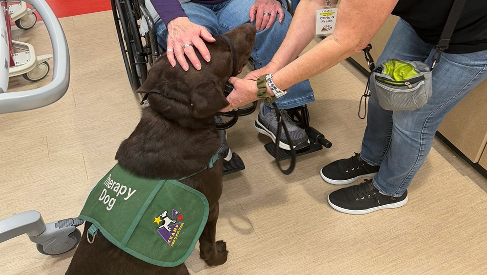 A chocolate Labrador retriever wearing a green CHAMP therapy dog vest interacts with an individual using a wheelchair during a facility visit.