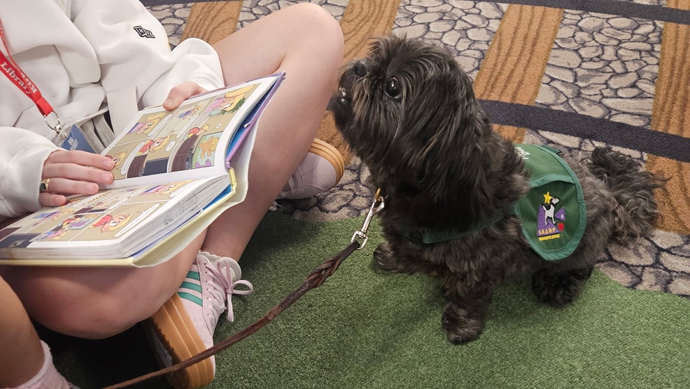 A small, fluffy black therapy dog wearing a green CHAMP vest looks up attentively at a child holding an open comic book during a library reading session.