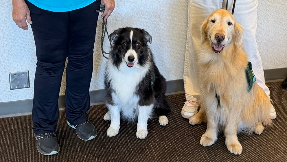 An Australian Shepherd and a Golden Retriever therapy dog sit calmly side-by-side next to their handlers on an indoor carpeted floor.